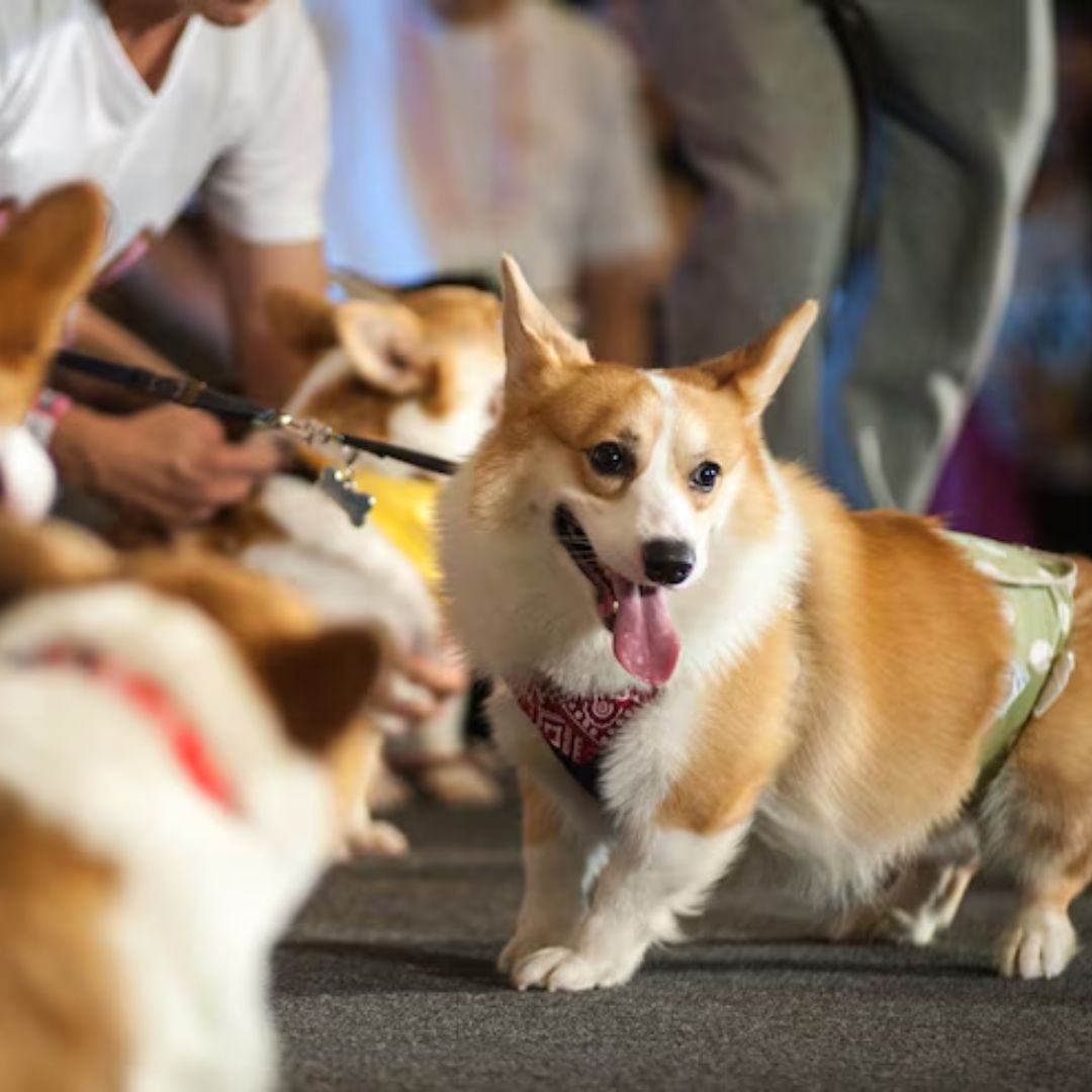 Advocating for Canine Welfare: 1 Baht for Hungry Paws
