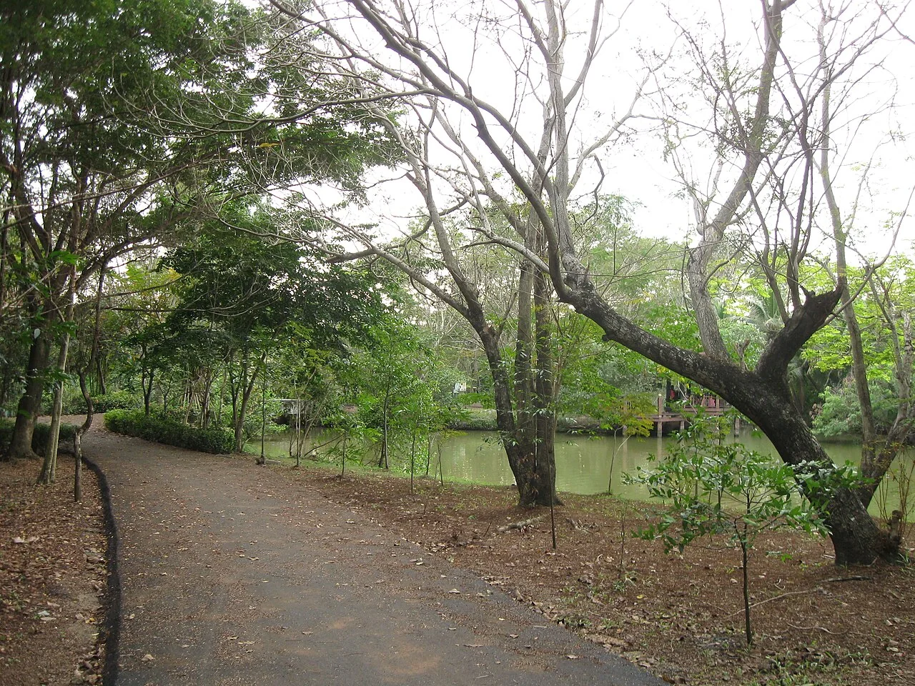 Tree-lined walking path beside water in Sri Nakhon Khuean Khan Park